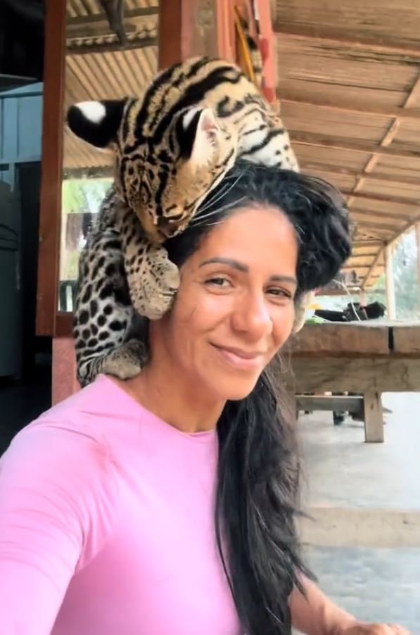 Jaguatirica resgatada no Pará vivia como pet