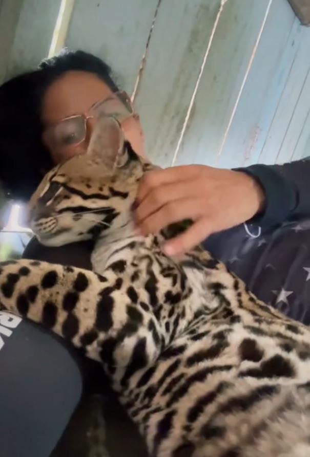 Jaguatirica resgatada no Pará vivia como pet