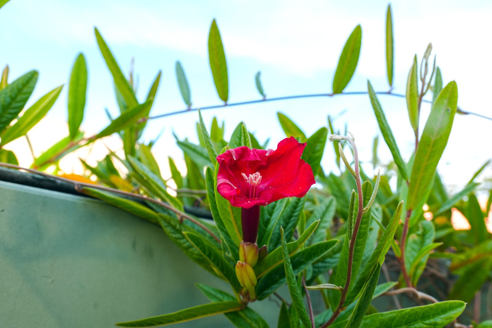 Flor de Carajás floresce fora de habitat natural